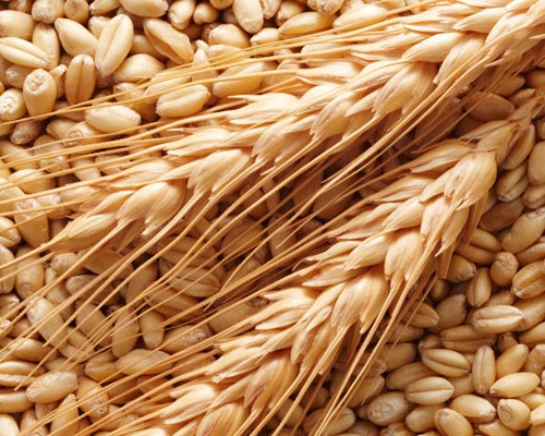 Olio di Germe di Grano La Saponaria