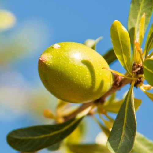 Olio di Jojoba puro, spremuto a freddo Antos