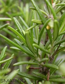 Olio essenziale di Rosmarino puro Antos