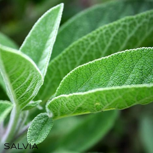 Olio essenziale di Salvia Antos